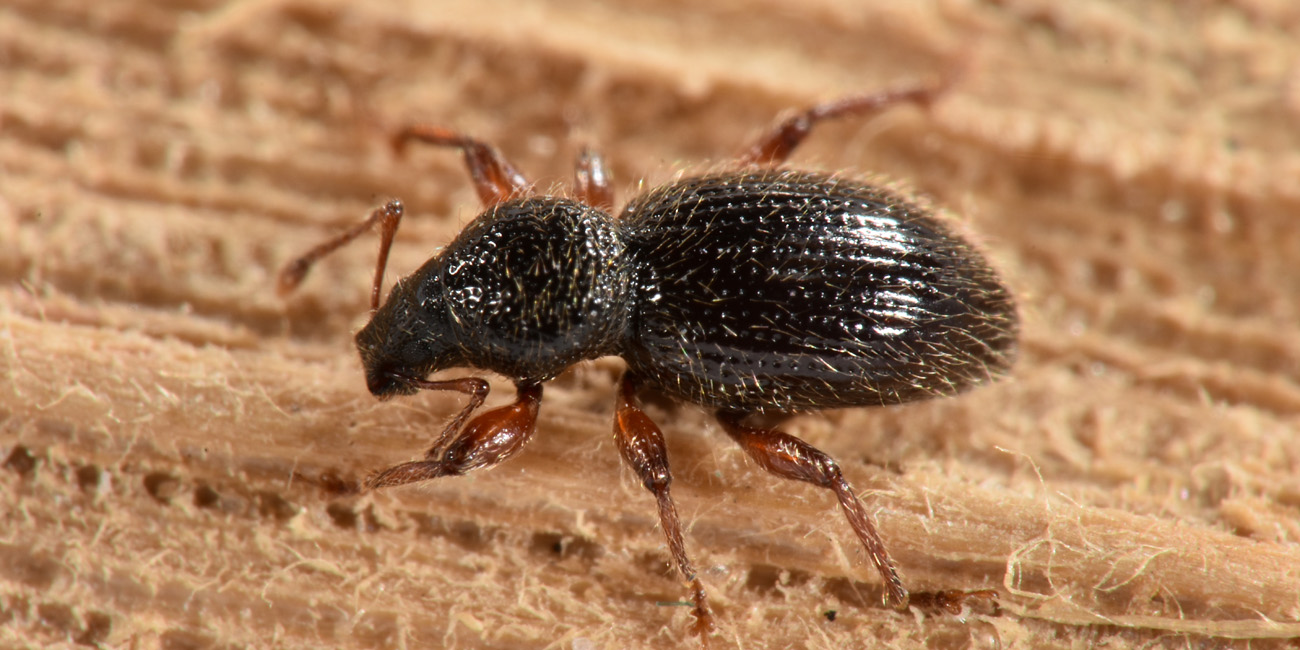 Curculionidae: Exomias pellucidus pellucidus